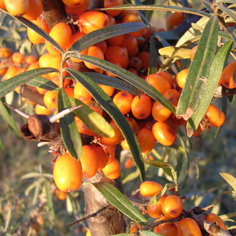 Winter Protection Serum