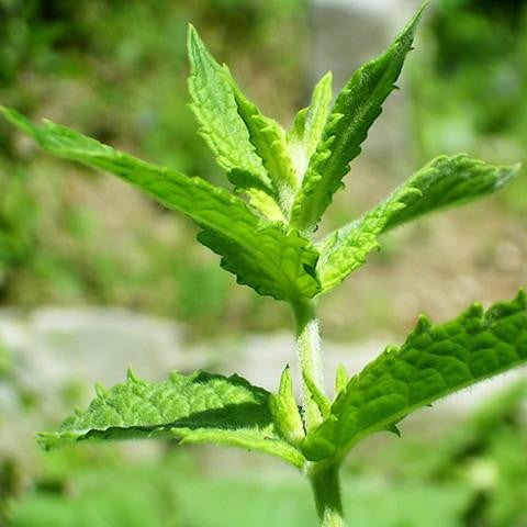 Spearmint Floral Water - Australia