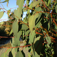 Eucalyptus Strawberry Gum Oil - Australia