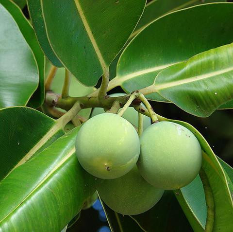 Tamanu Oil Cold Pressed - Vanuatu