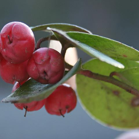 Wintergreen Oil - Nepal