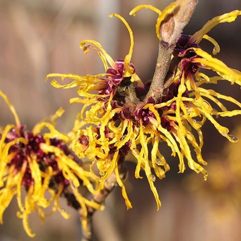 Witch Hazel Extract - USA